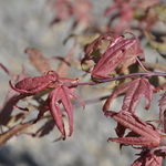 Acer Palmatum 'Olsen's Frosted Strawberry' — photo 2