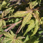 Acer Palmatum 'Olsen's Frosted Strawberry' — photo 3