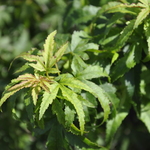 Acer pal. 'Akita yatsubusa' — photo 1