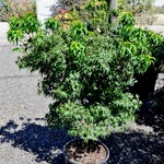 Acer pal. 'Akita yatsubusa' — photo 2