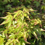 Acer pal. 'Murasaki kiyohime' — photo 1