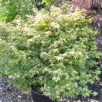 Acer pal. 'Murasaki kiyohime' — photo 2