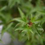 Acer pal. 'Murasaki kiyohime' — photo 3