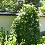 Acer Palmatum 'Ryusen' — photo 1