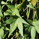 Acer Palmatum 'Ryusen' — photo 2