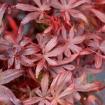 Acer palmatum 'Hime shojo' — photo 1