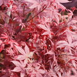 Acer palmatum 'Hime shojo' — photo 2