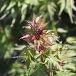 Acer palmatum 'Kuro hime' — photo 1