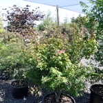 Acer palmatum 'Kuro hime' — photo 2