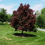 Acer palmatum 'Red Emperor' — photo 1