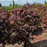 Acer palmatum 'Red Emperor' — photo 2
