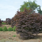Acer palmatum 'Red Emperor' — photo 3