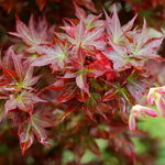 Acer palmatum 'Ruby Star' — photo 1