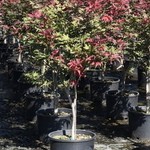 Acer palmatum 'Ruby Star' — photo 2