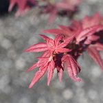 Acer palmatum 'Ruby Star' — photo 3