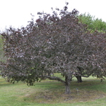 Malus Royalty — photo 2