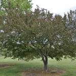 Malus Royalty — photo 3