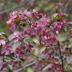 Malus Royalty — photo 4