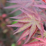 Acer shirasawanum 'Jordan' — photo 1