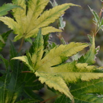 Acer shirasawanum 'Jordan' — photo 2