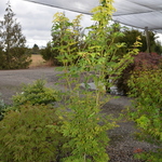 Acer shirasawanum 'Jordan' — photo 3