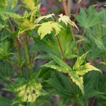 Acer shirasawanum 'Jordan' — photo 4