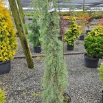 Cupressus glabra Raywoods Weeping — photo 2
