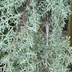 Cupressus glabra Raywoods Weeping — photo 3