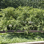 Malus sargentii — photo 4