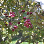 Malus sargentii — photo 5