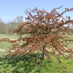 Malus sargentii Candy Mint — photo 2