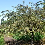 Malus sargentii Candy Mint — photo 3