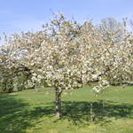 Malus 'Sutyzam' Sugar Tyme — photo 2