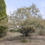 Malus 'Sutyzam' Sugar Tyme — photo 3