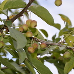 Malus 'Sutyzam' Sugar Tyme — photo 4