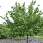 Malus 'Sutyzam' Sugar Tyme — photo 5