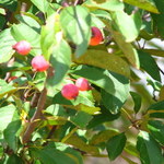 Malus Thunderchild — photo 2