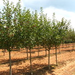 Malus Thunderchild — photo 3