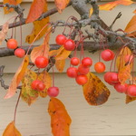 Malus 'Weepcanzam'(WEEPING CANDIED APPLE®) — photo 4