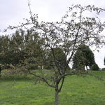 Malus 'Weepcanzam'(WEEPING CANDIED APPLE®) — photo 6