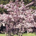 Malus 'Weepcanzam'(WEEPING CANDIED APPLE®) — photo 7