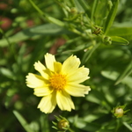 Coreopsis Big Bang Galaxy — photo 2
