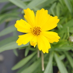 Coreopsis Flying Saucer — photo 1
