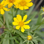 Coreopsis Flying Saucer — photo 2