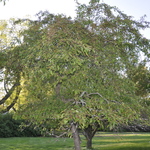 Malus 'Cascole' White Cascade — photo 3