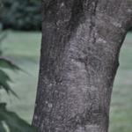 Acer saccharum 'Sweet Shadow' — photo 5