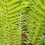 Matteuccia 'struthiopteris' — photo 4