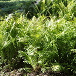 Matteuccia 'struthiopteris' — photo 5