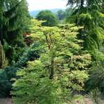 Metasequoia glyptostroboides Miss Grace — photo 2