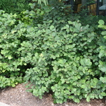 Fothergilla gardenii Windy City — photo 2